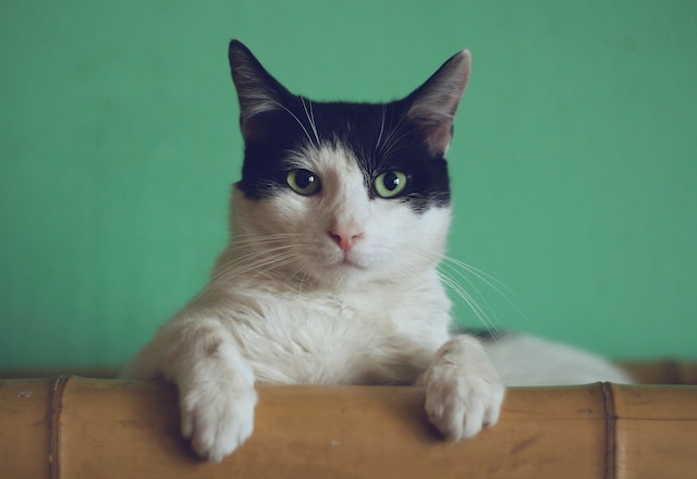 very cute cat
